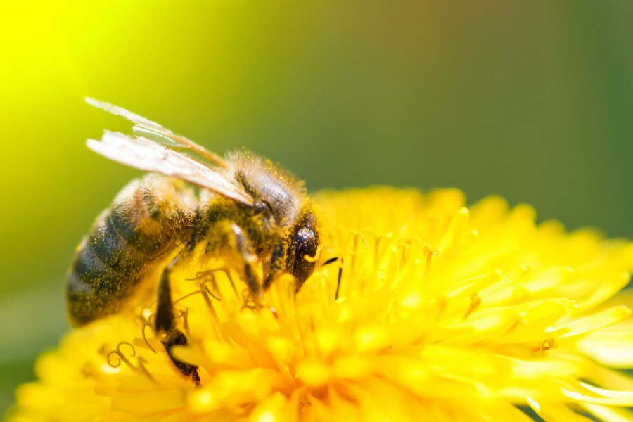 Biene; Löwenzahn; Löwenzahnblüte; Imkerei