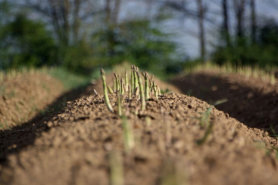 Spargel; Kärnten; Sankt Andrä
