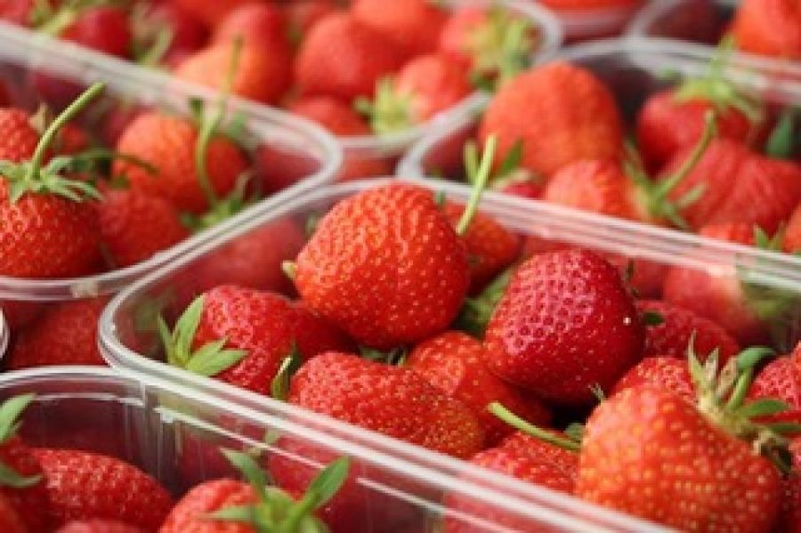 Holzer Erdbeeren; Erdbeeren; Sommer in Kärnten